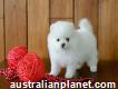 Absolutely Stunning Tiny Well Bred Healthy Pomeranian Puppies