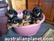 Stunning Rottweiler Pups For Sale Share Tweet +1 Pin it