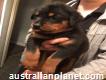 Working Rottweiler Pups ( 6 Bitches 3 Dogs) Share Tweet +1 Pin it