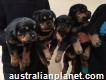Rottweiler Puppies Share Tweet +1 Pin it