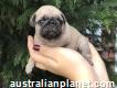 Gorgeous Pug Puppies For Sale