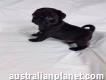Show Quality Black Pugs Available