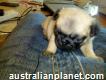 Pedigree Pug Puppy's For Reserve