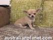 Kc Reg Smooth Coat Chihuahua