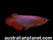 Healthy Arowana And Fresh Water Stingray Fishes For Sale!