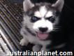Two Blue Eye Siberian Husky Puppies for Rehoming