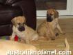 Gorgeous Fawn Great Dane Puppies.. Ready Now.!!