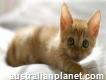 Best Cat Sitter in Melbourne - Cats R Us
