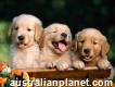Beautiful golden retriever puppies