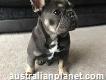 Quality French Bulldog for sale