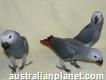 Handfed and home raised African grey babies