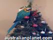Macaw Parrot Can Fly Interstates