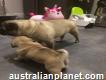 Purebred Pug Girl Go Mmicrochip Already(can Fly)