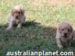 Cream Toy Cavoodle Puppies 1st Generation