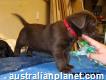 Good Labradors Retreiver Puppies