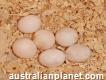 Best quality fertile parrot eggs and young birds available