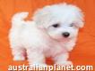 Well Socialized Teacup Maltese Puppies for sale