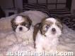 Imperial Shih Tzu Puppies Girl And Boy For Sale