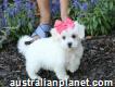 Kennel Club Registered Pedigree Maltese Puppies