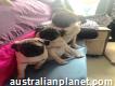 Adorable Pug puppies for a new home and parents