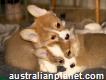 Short Brown and White Pembroke Welsh Corgi Pups