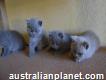 British shorthair kittens available for adoption