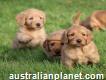 Red Miniature F1 Labradoodle Litter