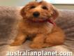 Australian Labradoodle Puppy