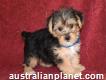 Loves Male And Female playful Torkshire Terrier puppies for sale
