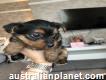Yorkie puppies male and female