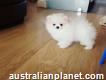 Miniature Pomeranian female available