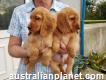 Akc Registered Cocker Spaniel Puppies In Baandee
