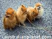Obedient Male And Female Pomeranian Puppies Ready Now