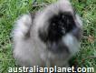 Adorable Pekingese Puppies For Sale
