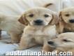 Golden Retriever Companion Puppy's