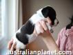 Pedigree English Pointer Puppies For Sale
