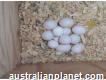 Parrots and fertile parrot eggs for sale
