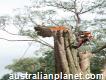 Tree Access Pty Ltd - Professional Arborist Services