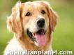 Personal Dog Obedience Training by Professionals