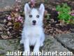 Blue Eyed Pomsky Puppies looking for new home
