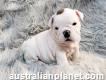 Certified Akc Wrinkled English Bulldog Puppies For X-mas