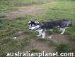 A K C siberian huskies for free adoption