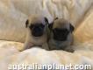 Kc Pug Puppies ready for free adoption