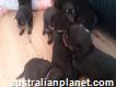 Pedigree Registered Rottweiler Puppies