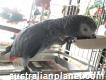 Talking African Grey Parrots For Good Homes