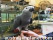 Adorable African Grey Parrots Available