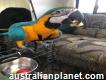 Adorable Blue and gold macaw for sale