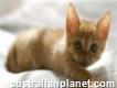 Looking for Best Cat Boarding & Cattery in Melbourne, Contact Cats R Us