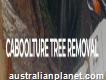 Caboolture Tree Removal Brisbane North