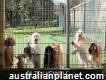 Trusted & Local Pet Boarding in Bundoora